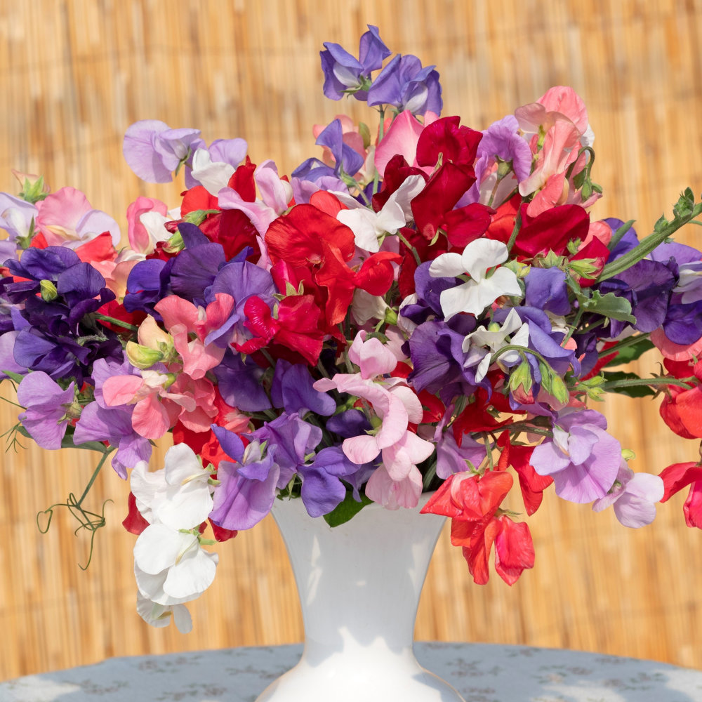 Sweet Pea King Size Mixed Seeds